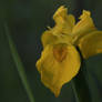 Yellow Flag Iris