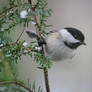 Chickadee