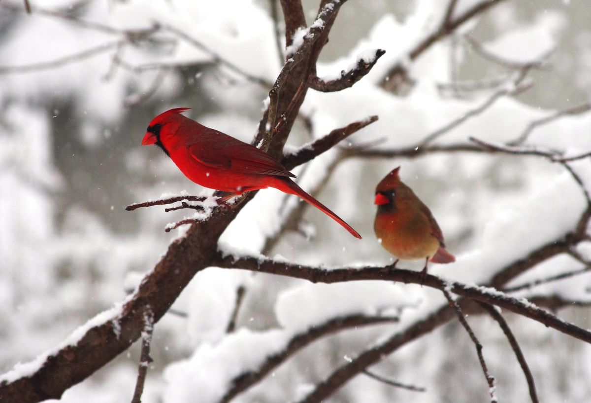 Cardinal Pair