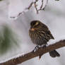 Redwinged Blackbird Female