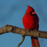 Cardinal Color