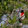 Red Breasted Grosbeak