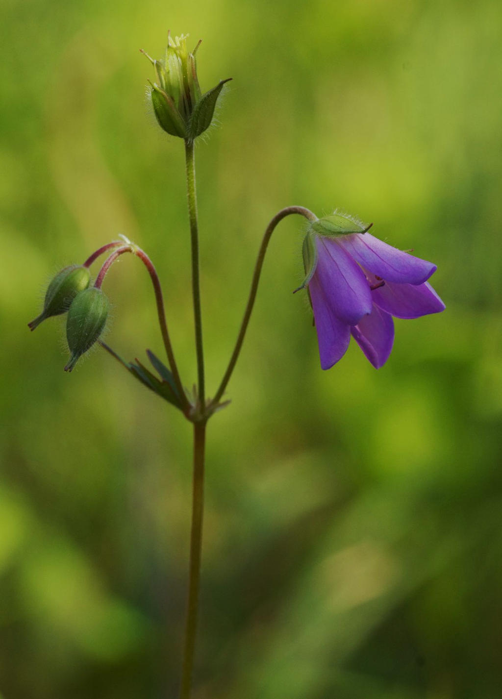 Wild Geranium