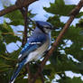 Bluejay