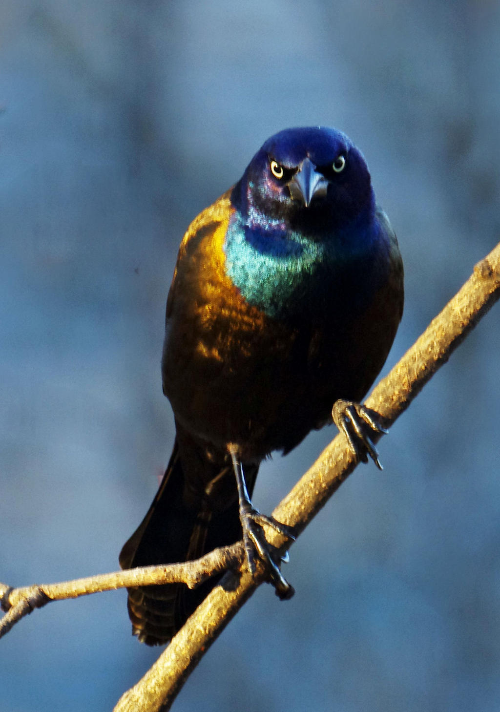 Grackle Stare