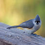 Tufted Titmouse in Spring