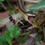 Garter Snake Catch