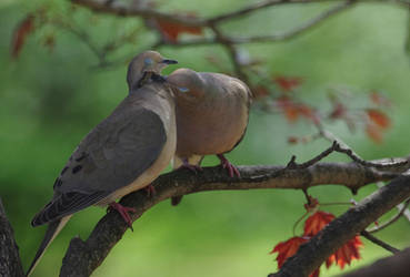 Billing and Cooing 4