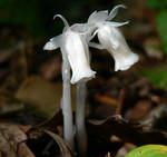 Indian Pipe by barcon53