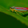 Candystriped Leaf Hopper