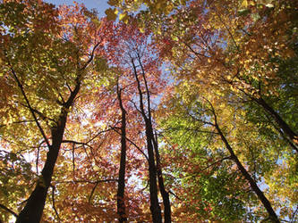 mid autumn forest