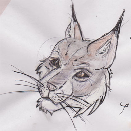 Khajiit head study