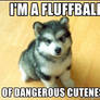 Dangerous fluffball meme