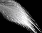 White Feather by Darksan9el