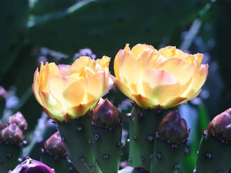 Two Yellow Cactus Flowers