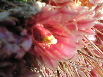 Red Cactus flower