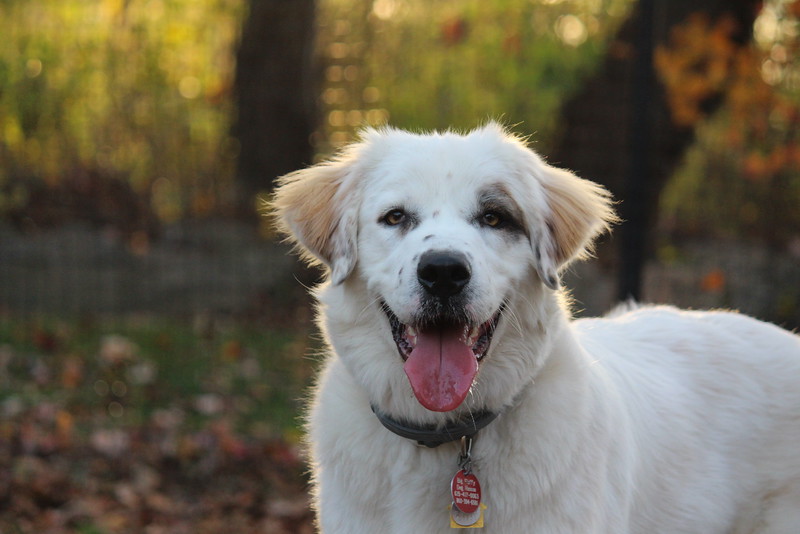 Golden Smile