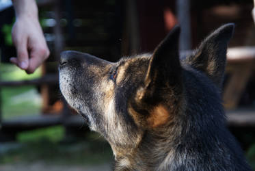 Doggo wants a snack 1