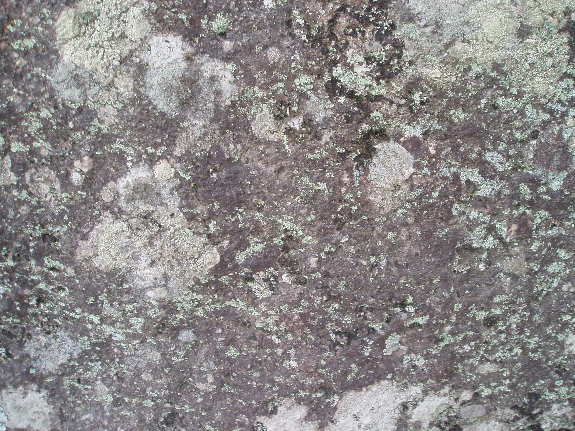 Stock: Lichen rock texture