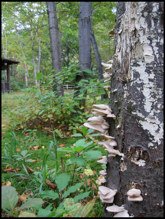 Mushroom Tree