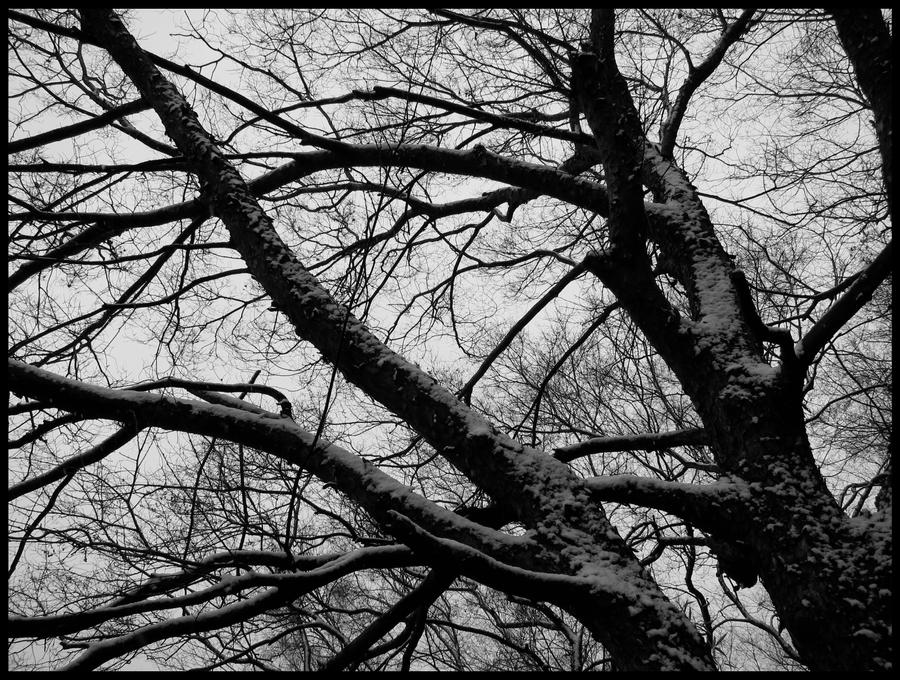 Snow on Branches