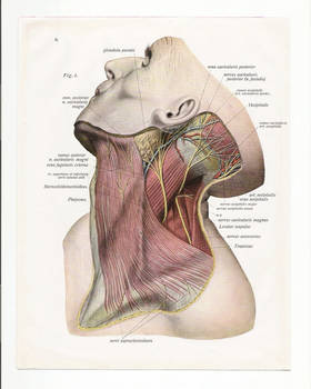 1933 - Lesson of anatomy 4