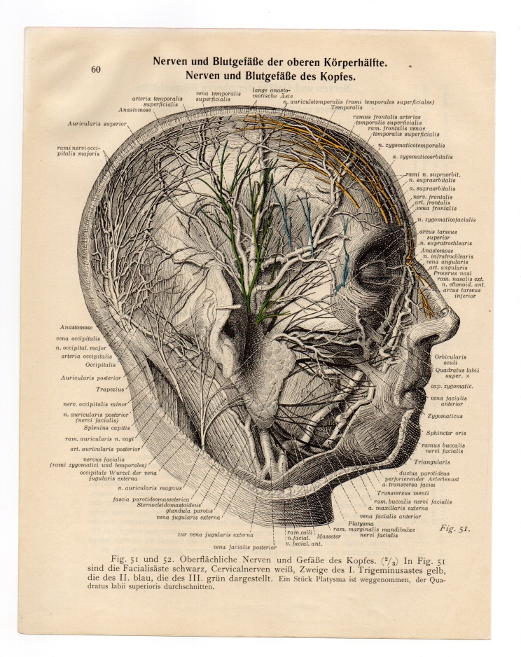 1933 - Lesson of anatomy 5