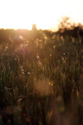 Wheat Field at Dawn