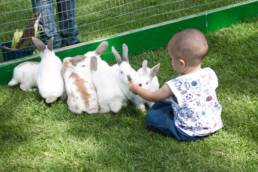 feeding the bunnies