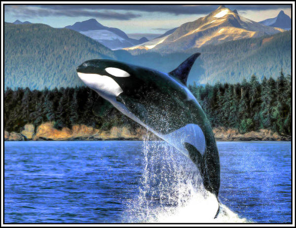 Orca - HDR