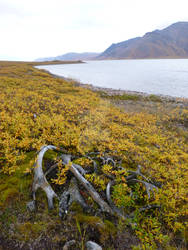 Brooks Range Caribou