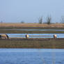 Oostvarderplassen Netherlands