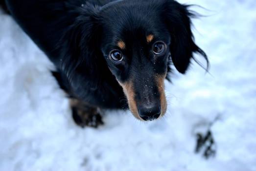 Snow Dog.