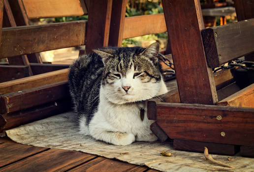 Restaurant Cat