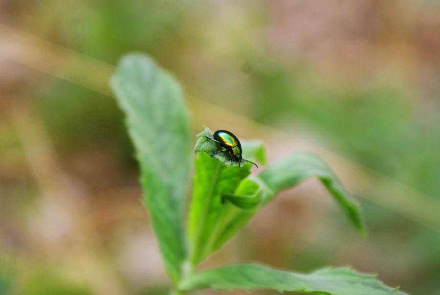 colourful insectia by magicline4135 on DeviantArt