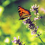 summer butterfly 2