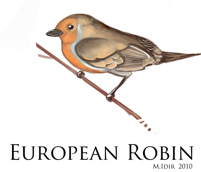 european Robin