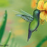 Colibri thalassinu