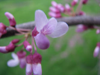 pink buds