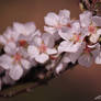 Almond Blooms