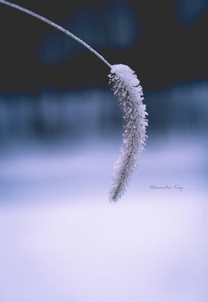 Frozen. by AKayPhotography