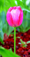 Tulipa