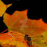 Dragonfly on a maple leaf