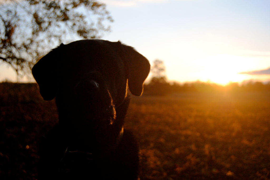 just a nose, an ear and the sun