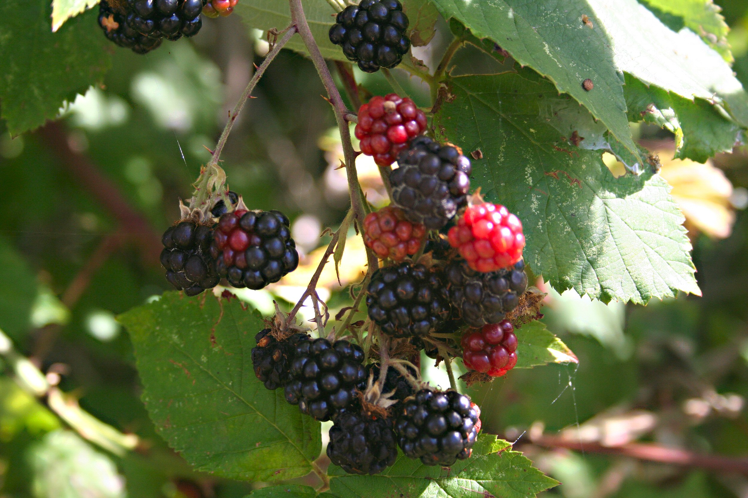 Mmmmm Blackberries