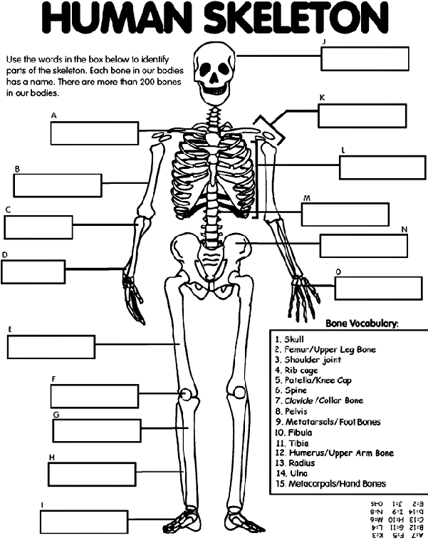 Human Skeleton