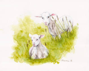 Lambs