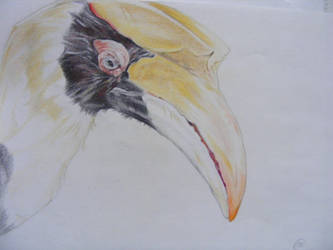 Great Indian Hornbill WIP