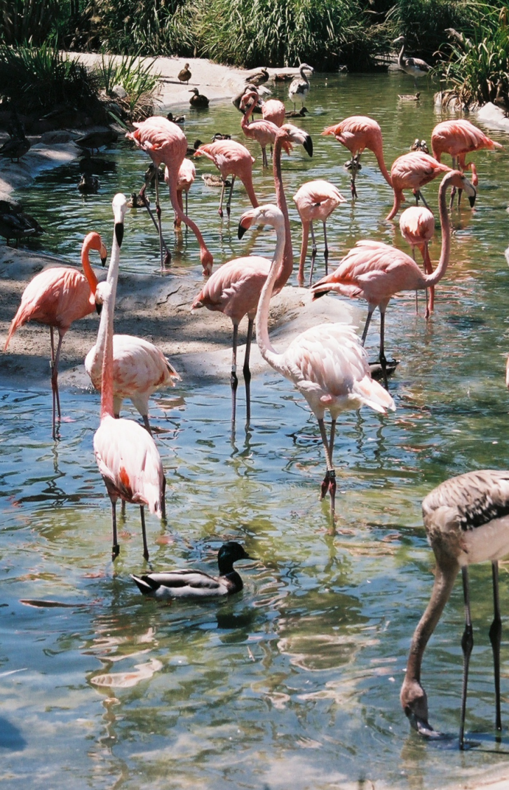 Flamingos