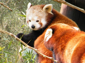 Red pandas of doom